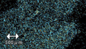 十和田石構造写真02_EDS（エネルギー分散型Ｘ線分光器）による鉄の分布（40倍）