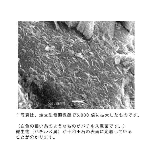 十和田石の走査型電顕微鏡（6,000 倍）画像