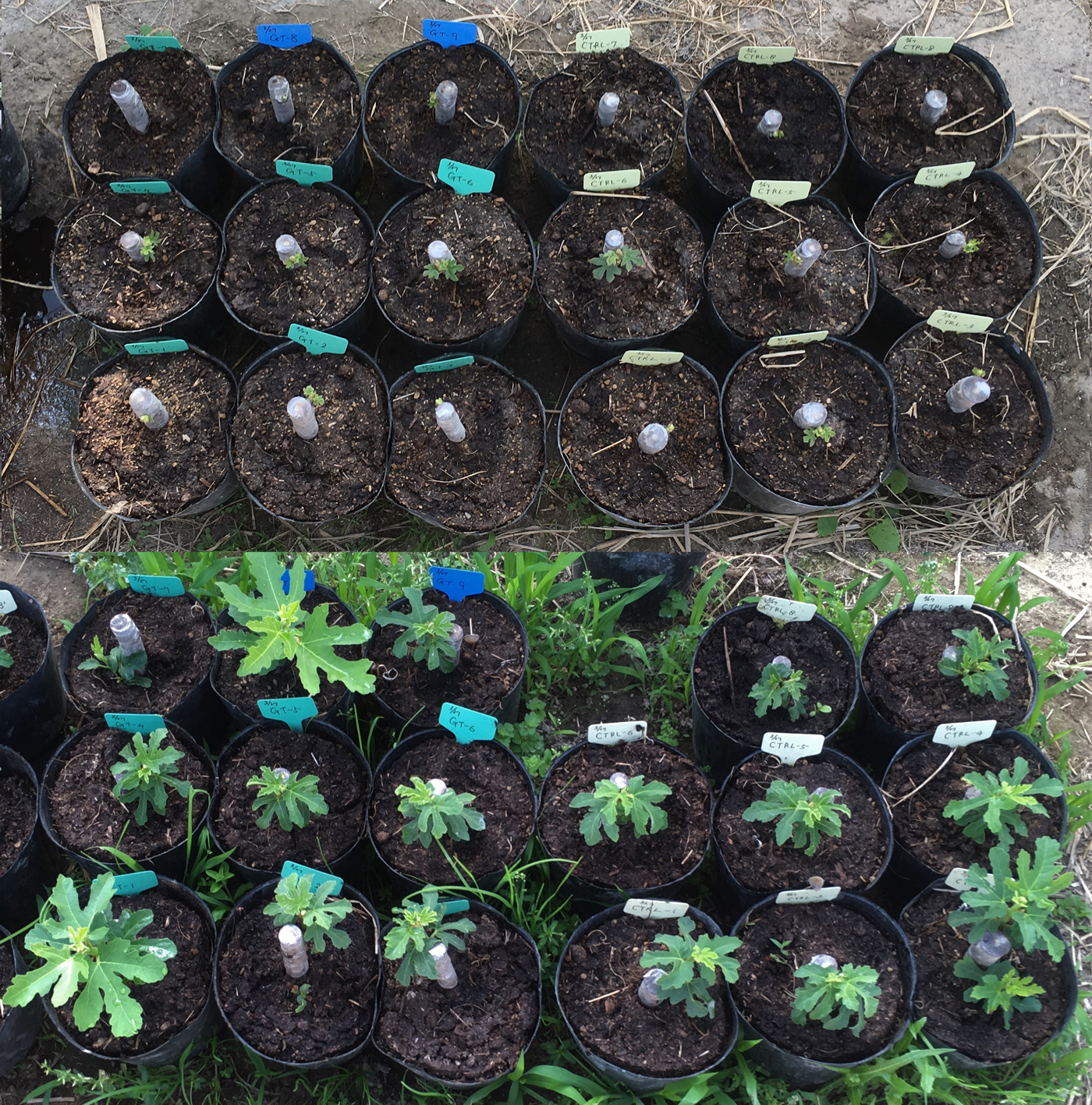 栽培試験1カ月後（左）と２カ月後（右）のイチジクの様子。各写真の左側半分のポットの土にはヒナイグリーン®が混和されている。右側のポットの土にヒナイグリーン®は入っていない