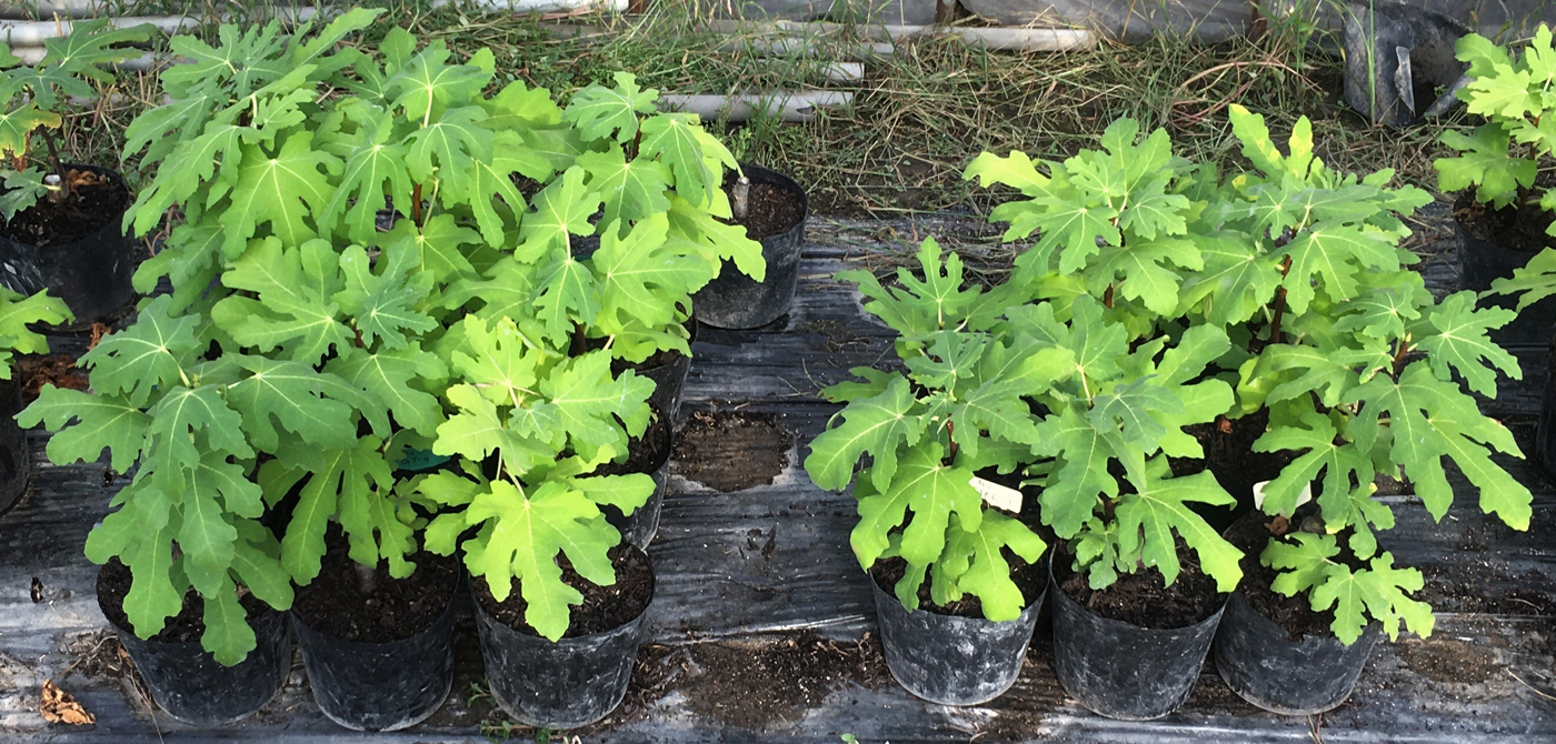 栽培5カ月後のイチジク。左側はヒナイグリーン®あり、右側はヒナイグリーン®なし
